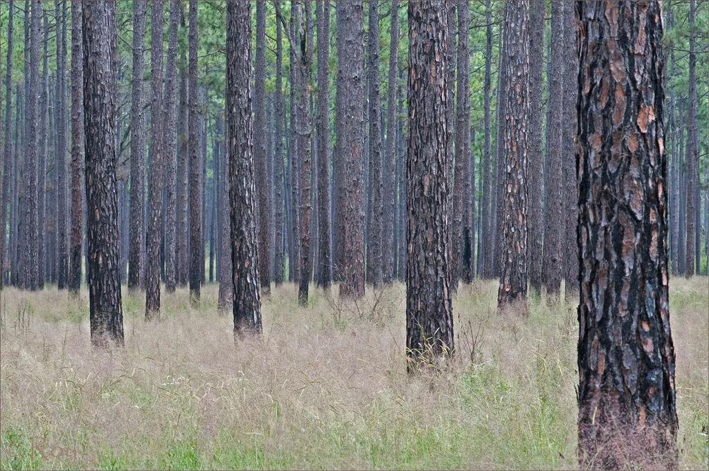 Pine forest landscape in South Georgia